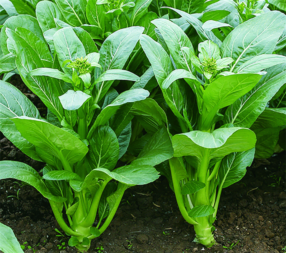 极速28网(中国)官方网站